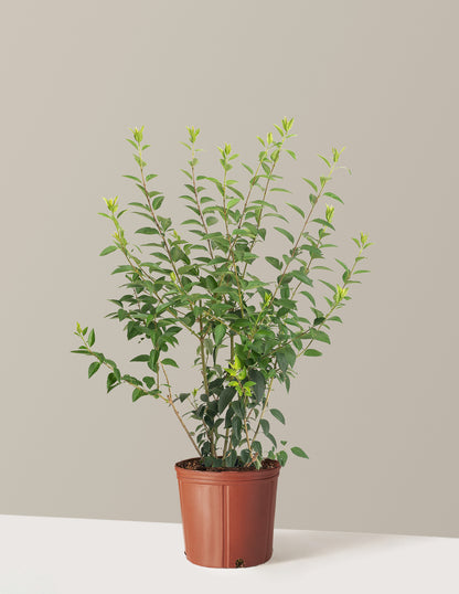 Lynwood Gold Forsythia Shrub