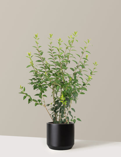 Lynwood Gold Forsythia Shrub