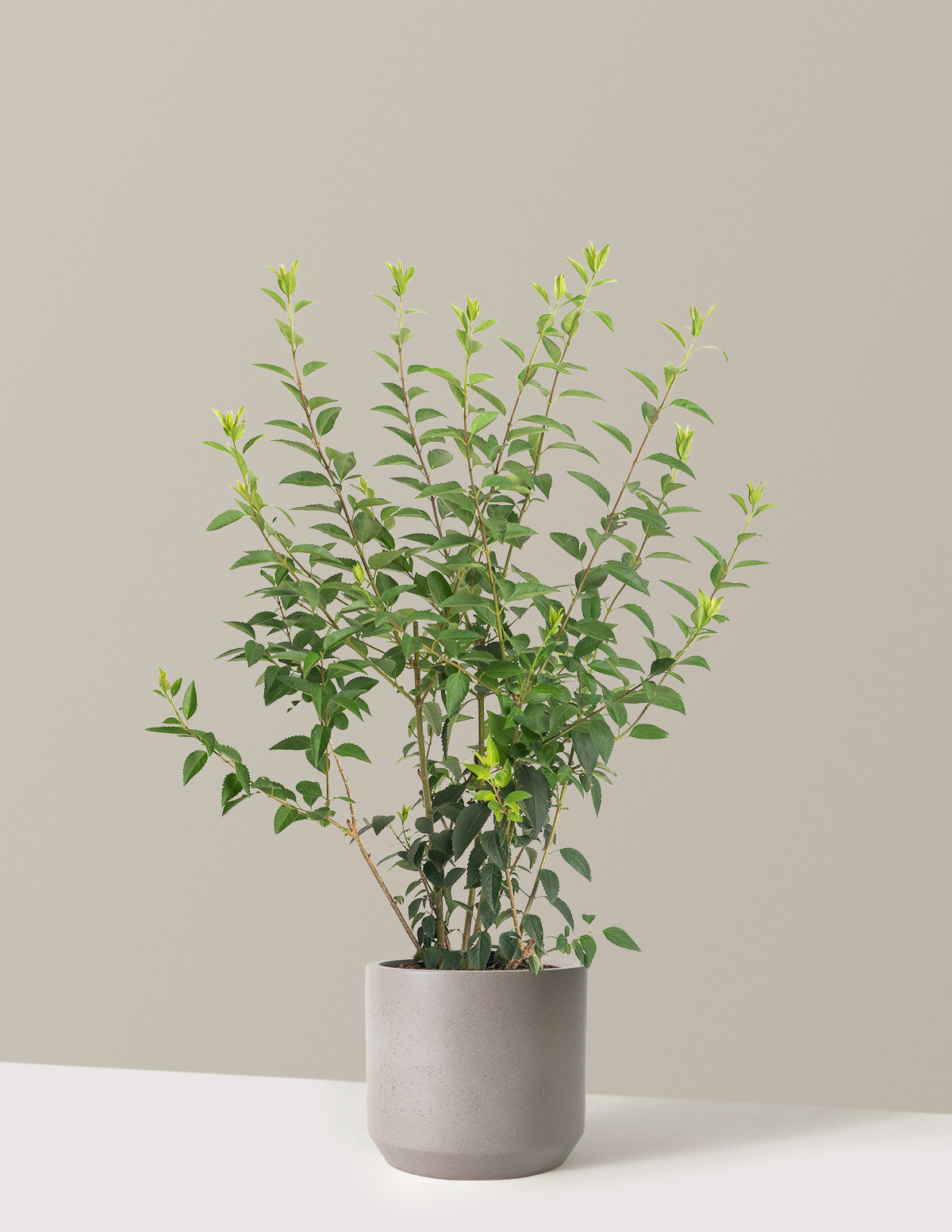 Lynwood Gold Forsythia Shrub