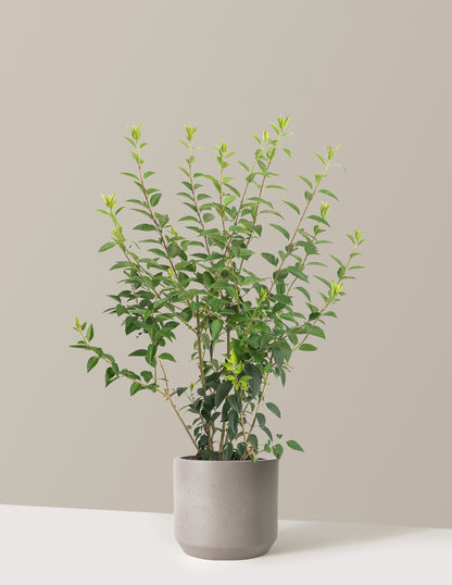 Lynwood Gold Forsythia Shrub
