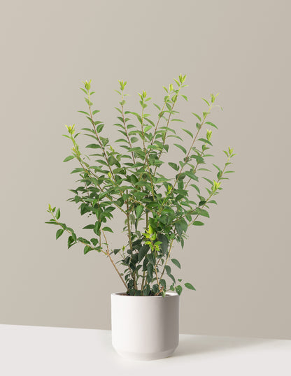 Lynwood Gold Forsythia Shrub
