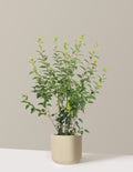 Lynwood Gold Forsythia Shrub