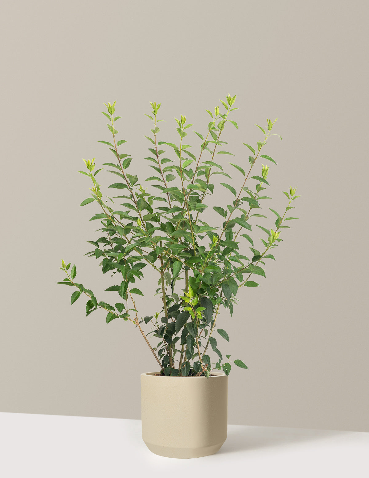 Lynwood Gold Forsythia Shrub