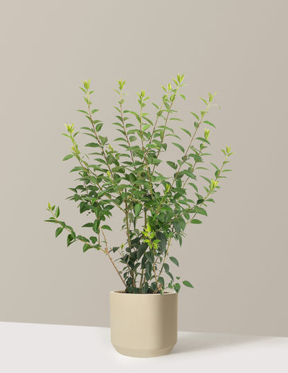 Lynwood Gold Forsythia Shrub