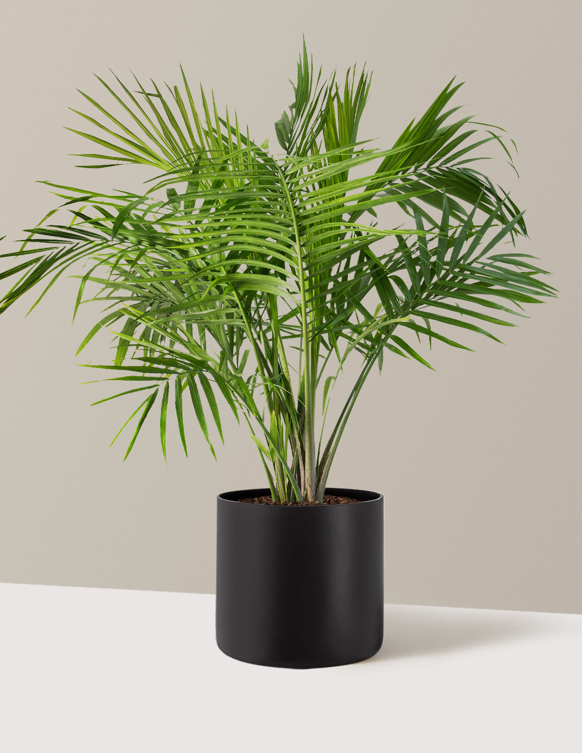 Large Majesty Palm