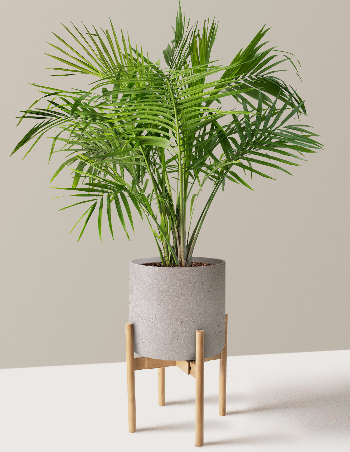 Large Majesty Palm