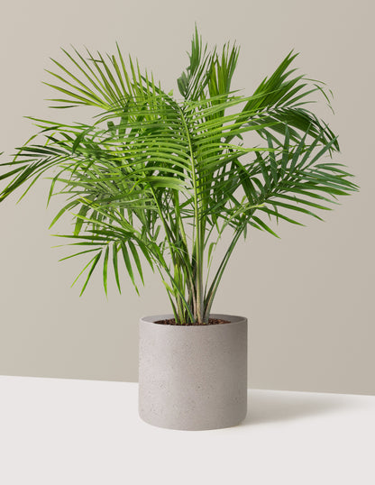 Large Majesty Palm