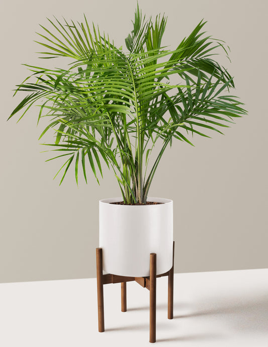 Large Majesty Palm