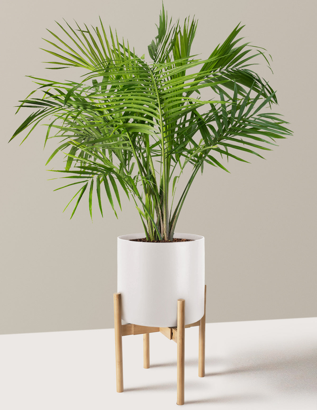 Large Majesty Palm