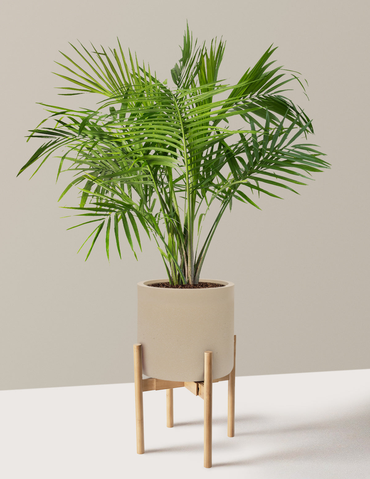 Large Majesty Palm