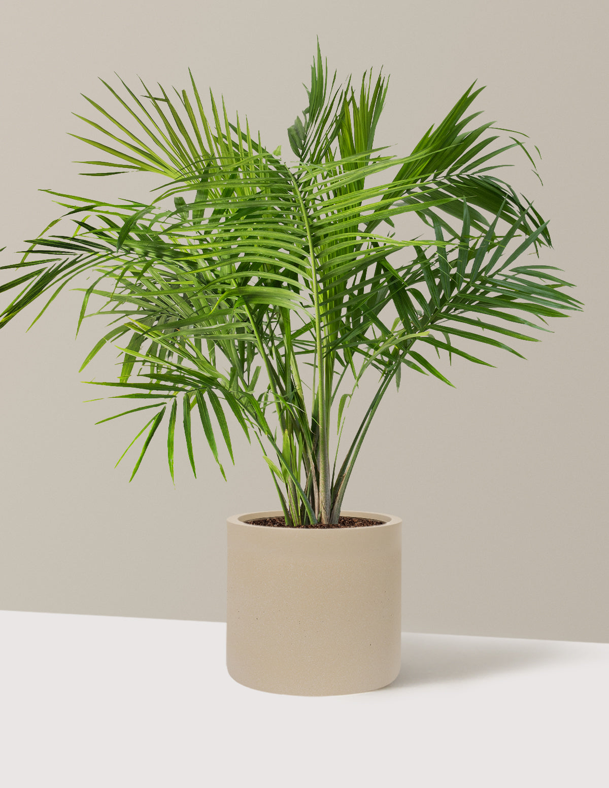 Large Majesty Palm