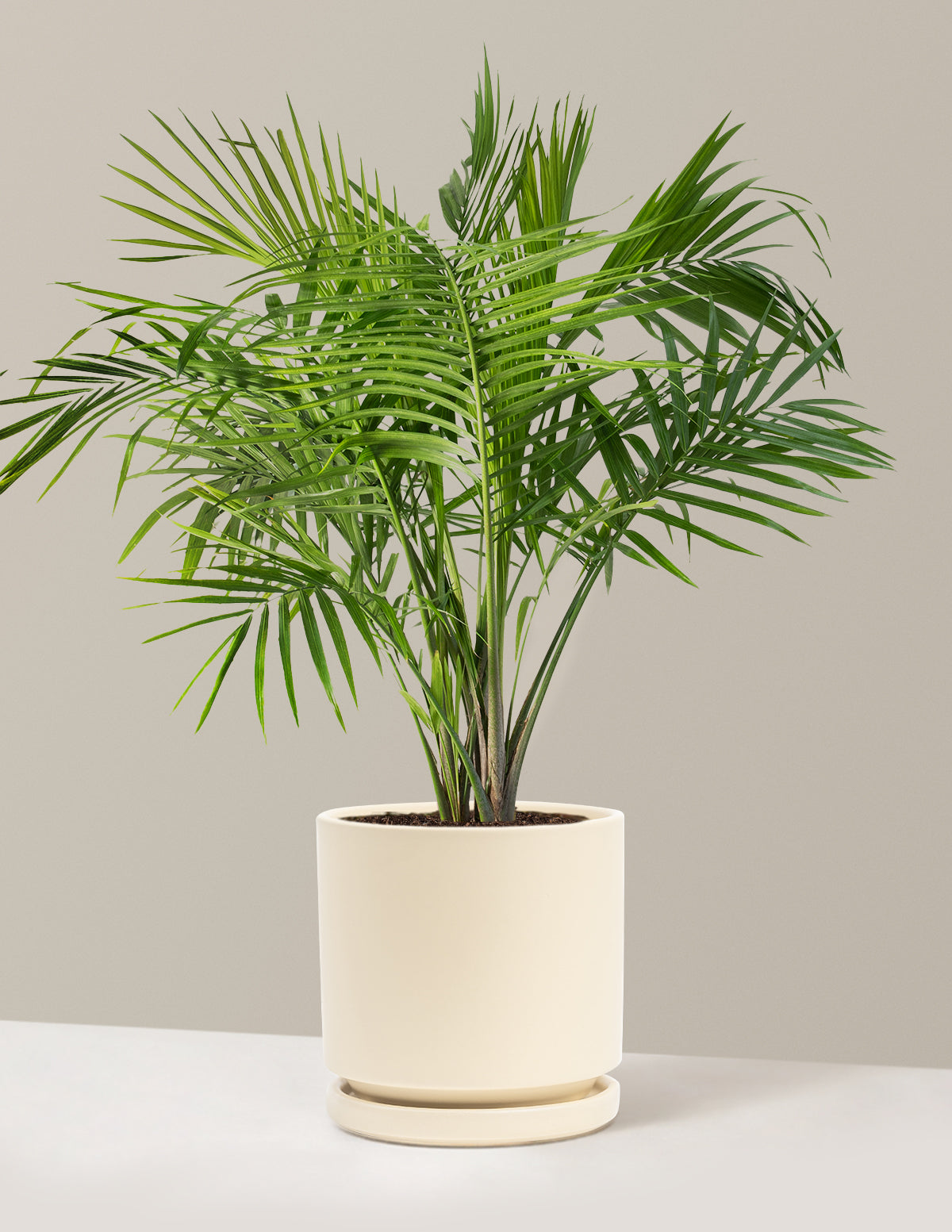 Large Majesty Palm