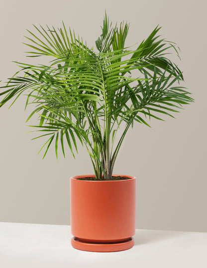 Large Majesty Palm