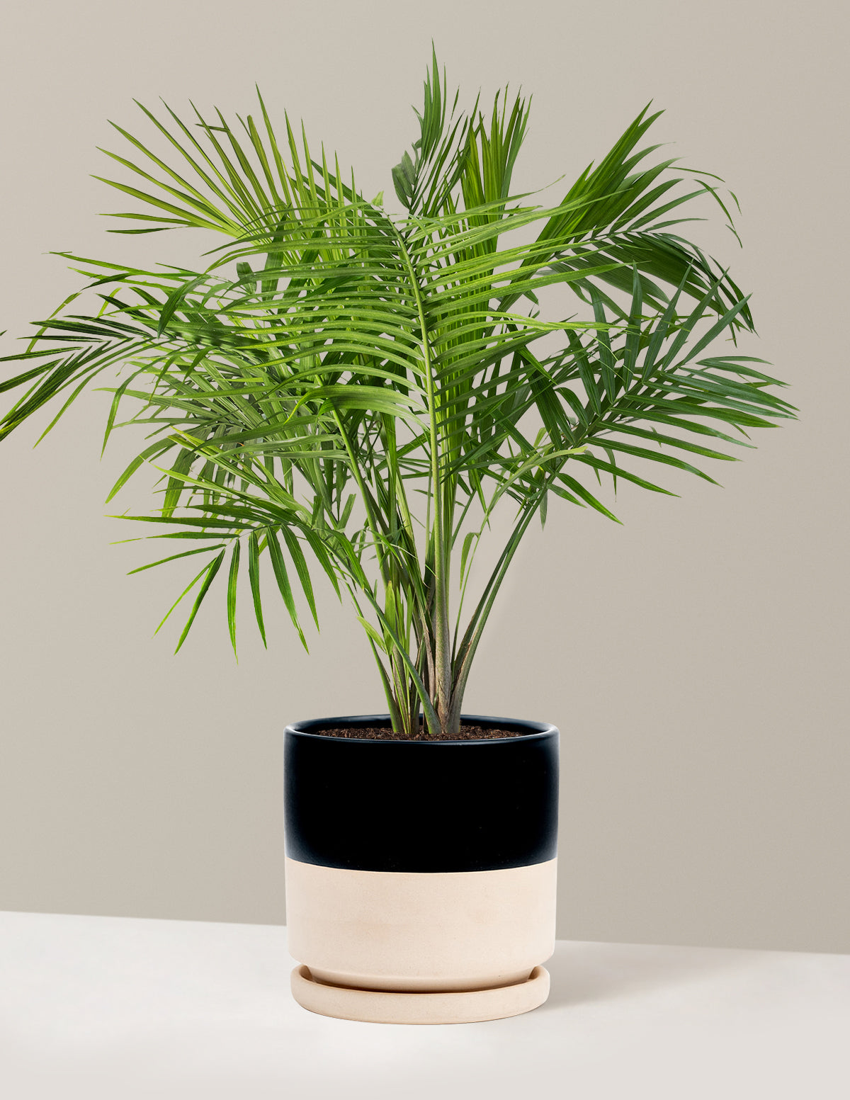 Large Majesty Palm