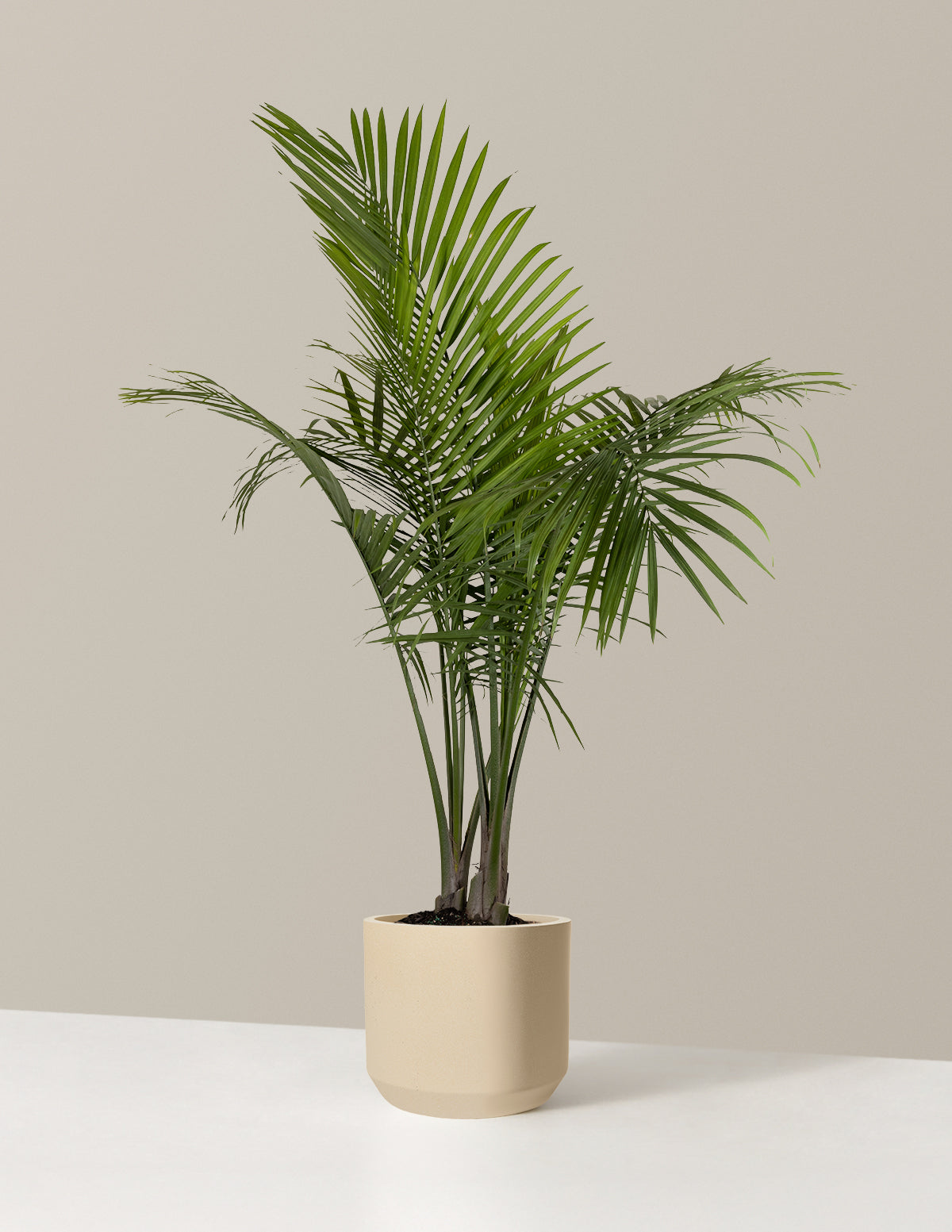 Large Majesty Palm