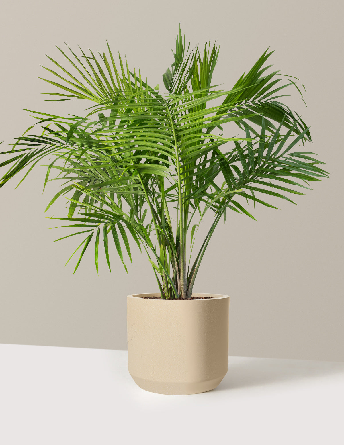 Large Majesty Palm