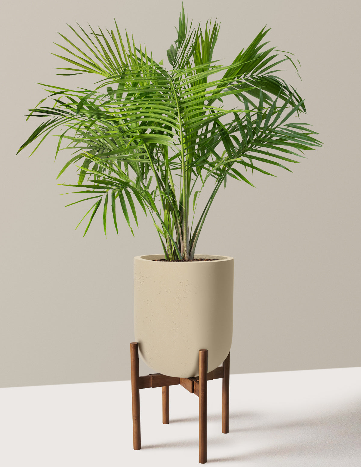 Large Majesty Palm