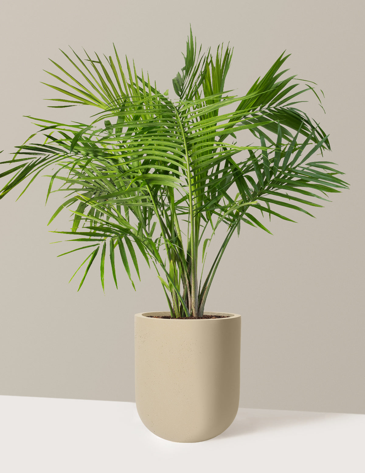 Large Majesty Palm