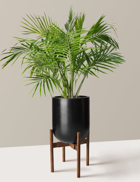 Large Majesty Palm