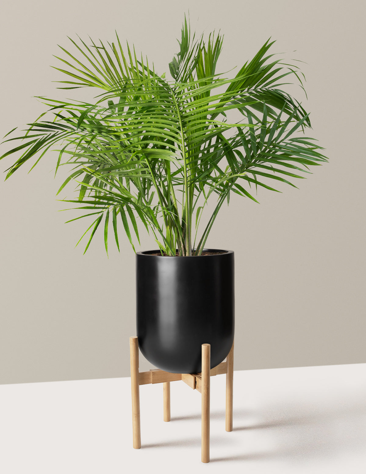 Large Majesty Palm