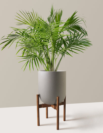 Large Majesty Palm
