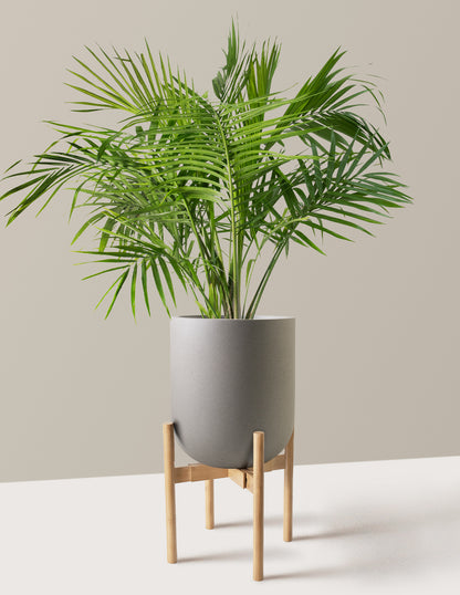 Large Majesty Palm