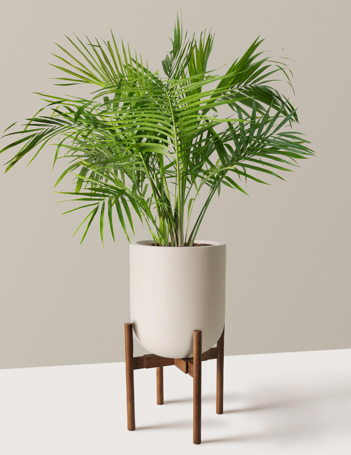 Large Majesty Palm