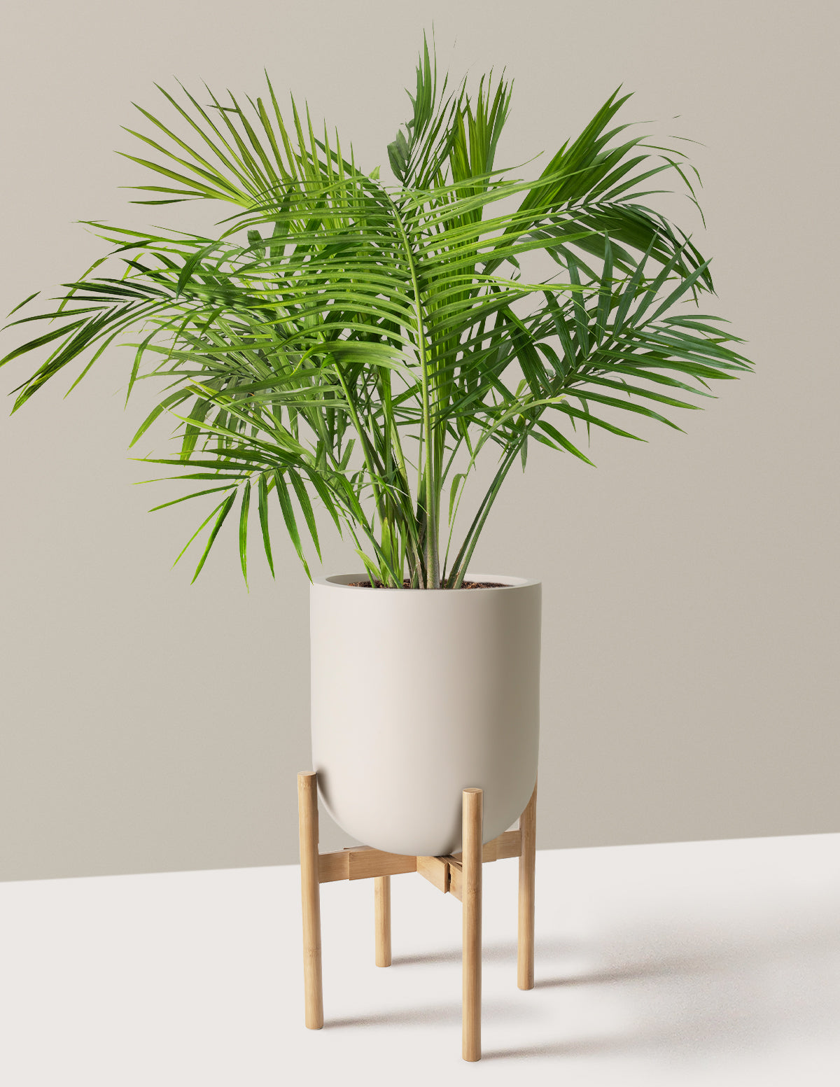 Large Majesty Palm