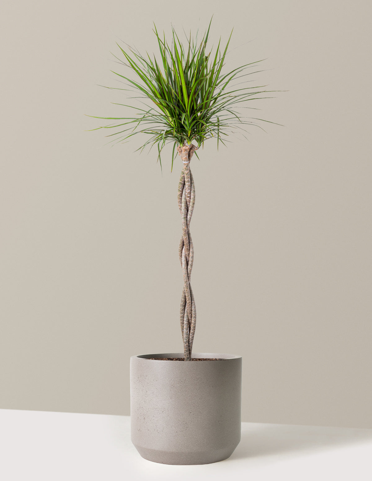 bundle | Extra Large | Mexia | Cement Grey