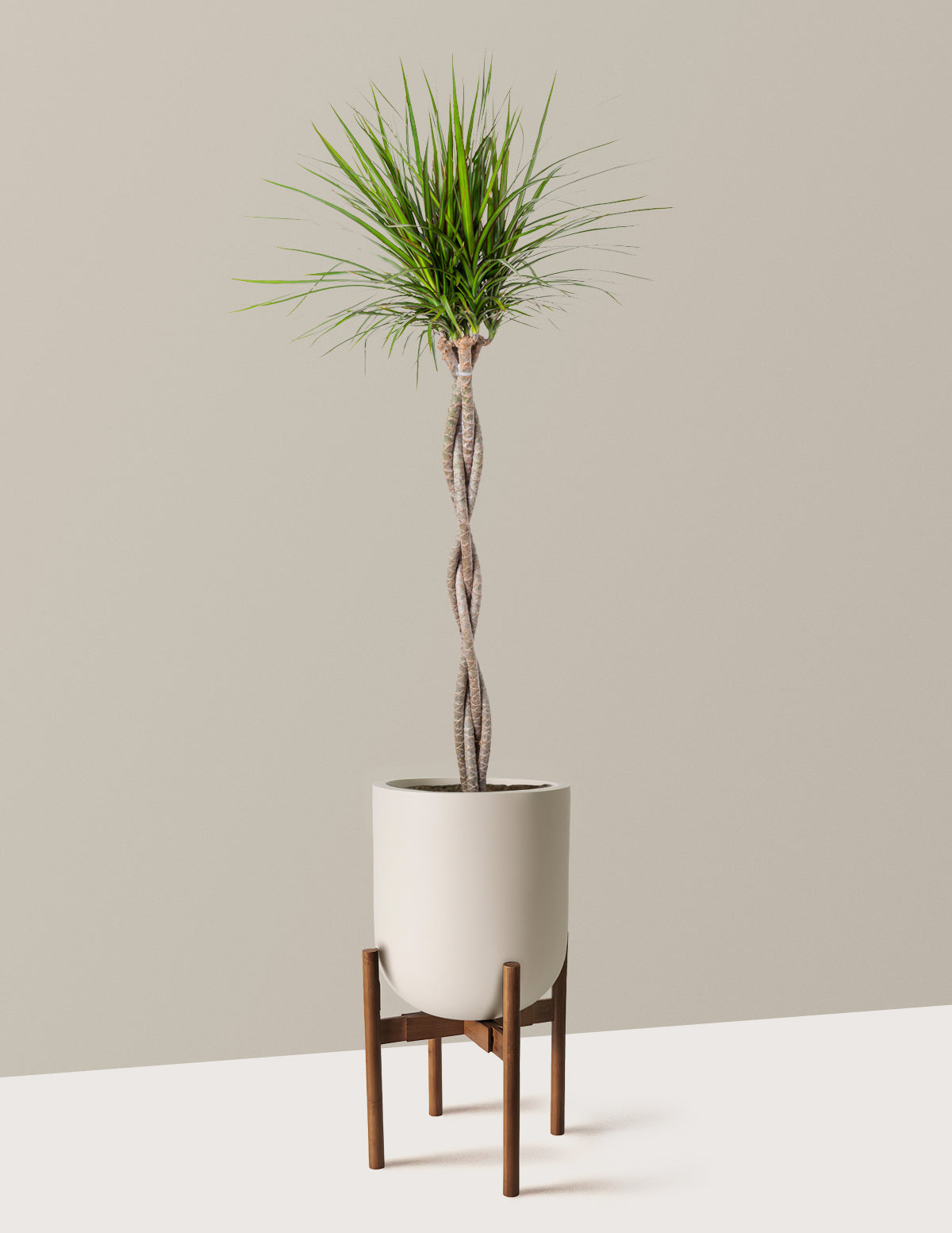 Dracaena Marginata Braided