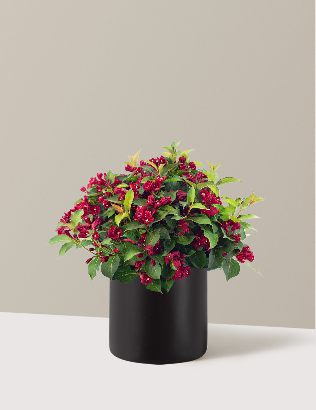 Maroon Swoon® Weigela