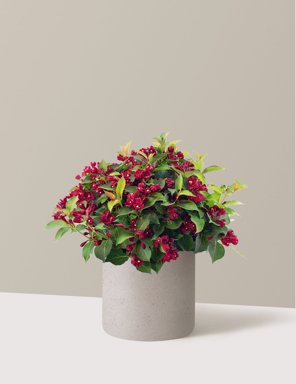 Maroon Swoon® Weigela