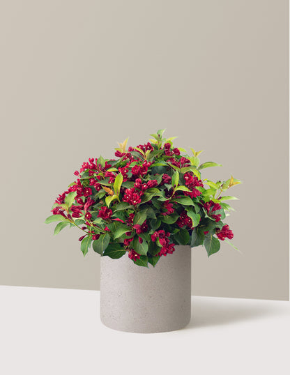 Maroon Swoon® Weigela