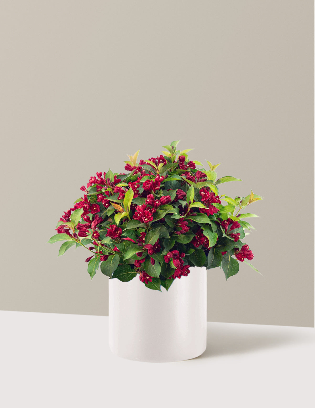 Maroon Swoon® Weigela