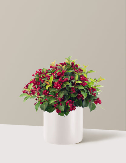 Maroon Swoon® Weigela