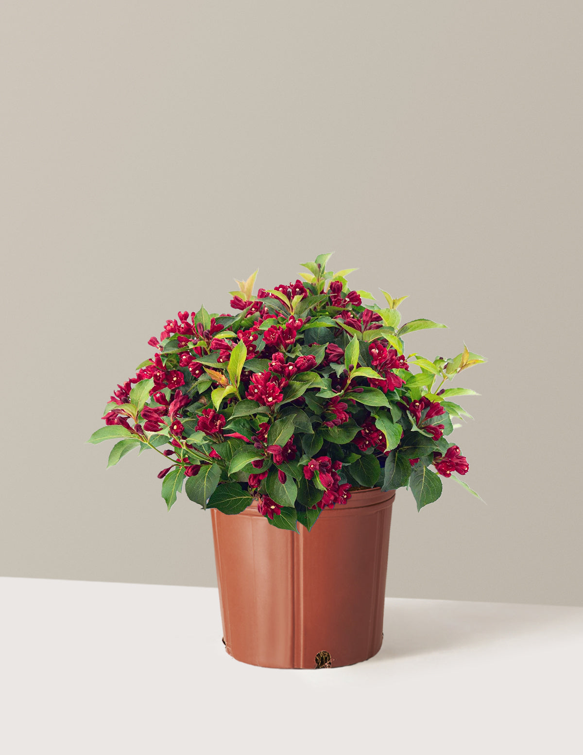 Maroon Swoon® Weigela