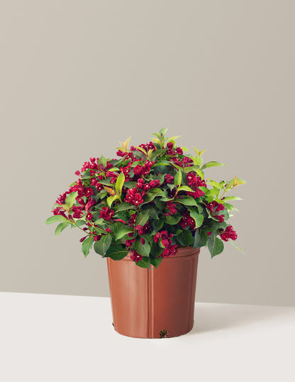 Maroon Swoon® Weigela