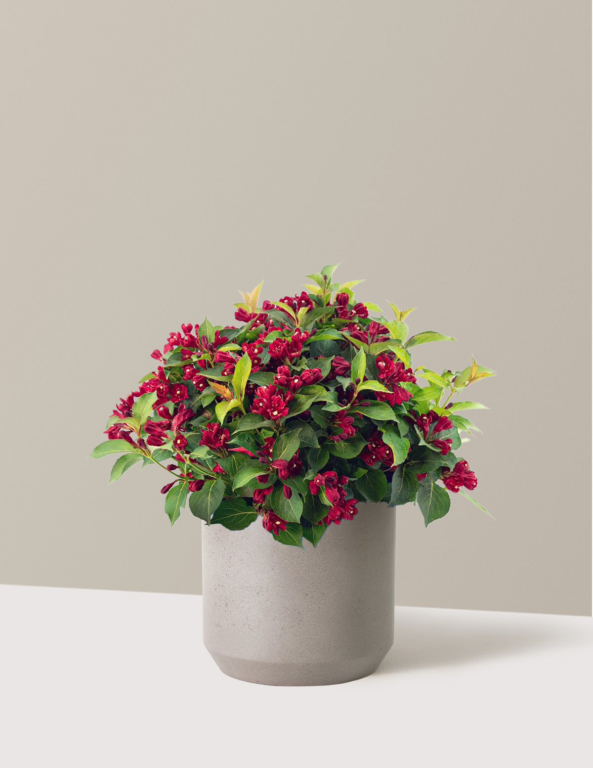 Maroon Swoon® Weigela