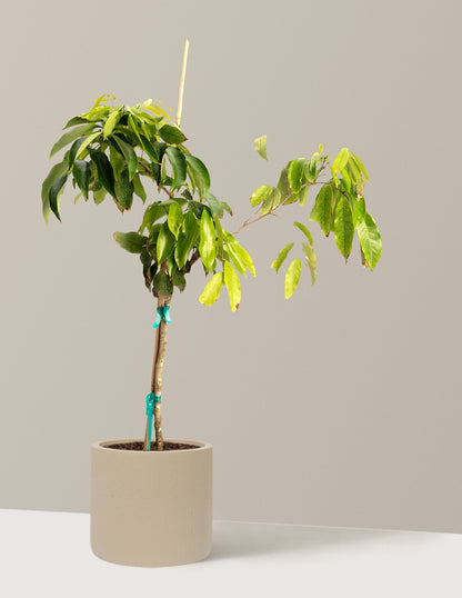 Mauritius Lychee