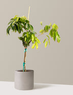 Mauritius Lychee