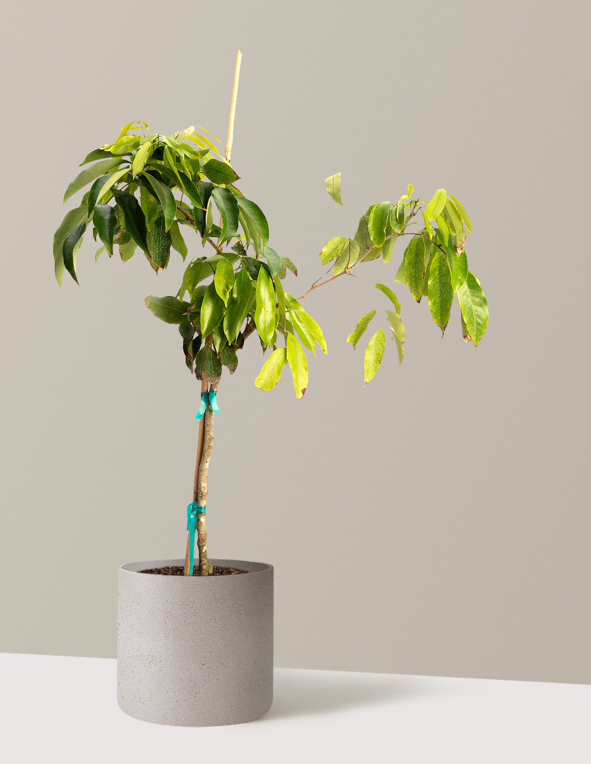 Mauritius Lychee