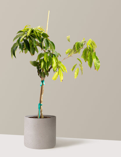 Mauritius Lychee