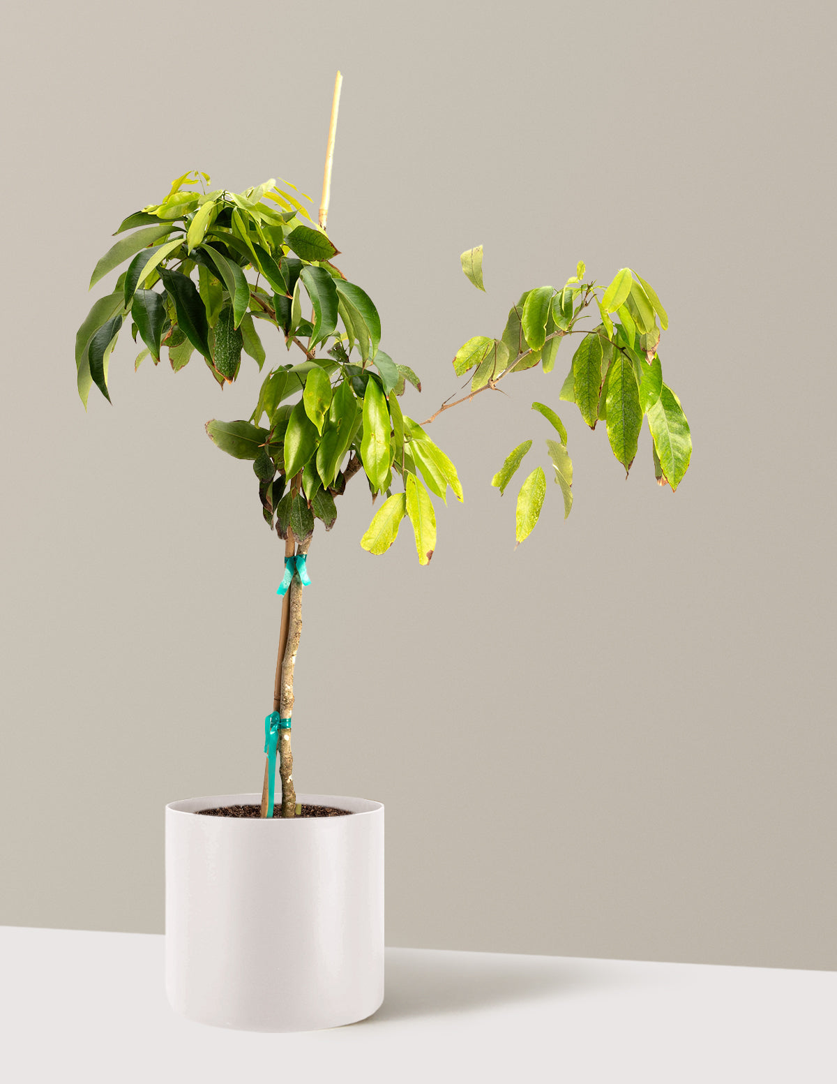Mauritius Lychee