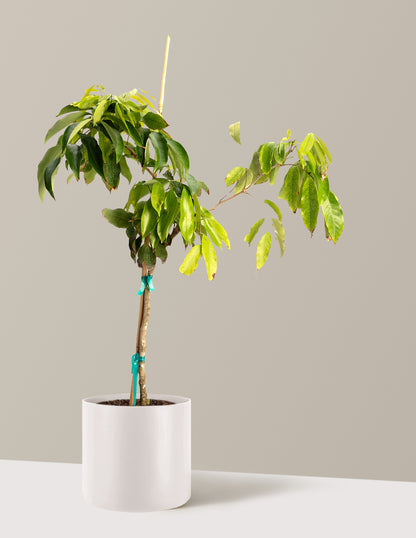 Mauritius Lychee
