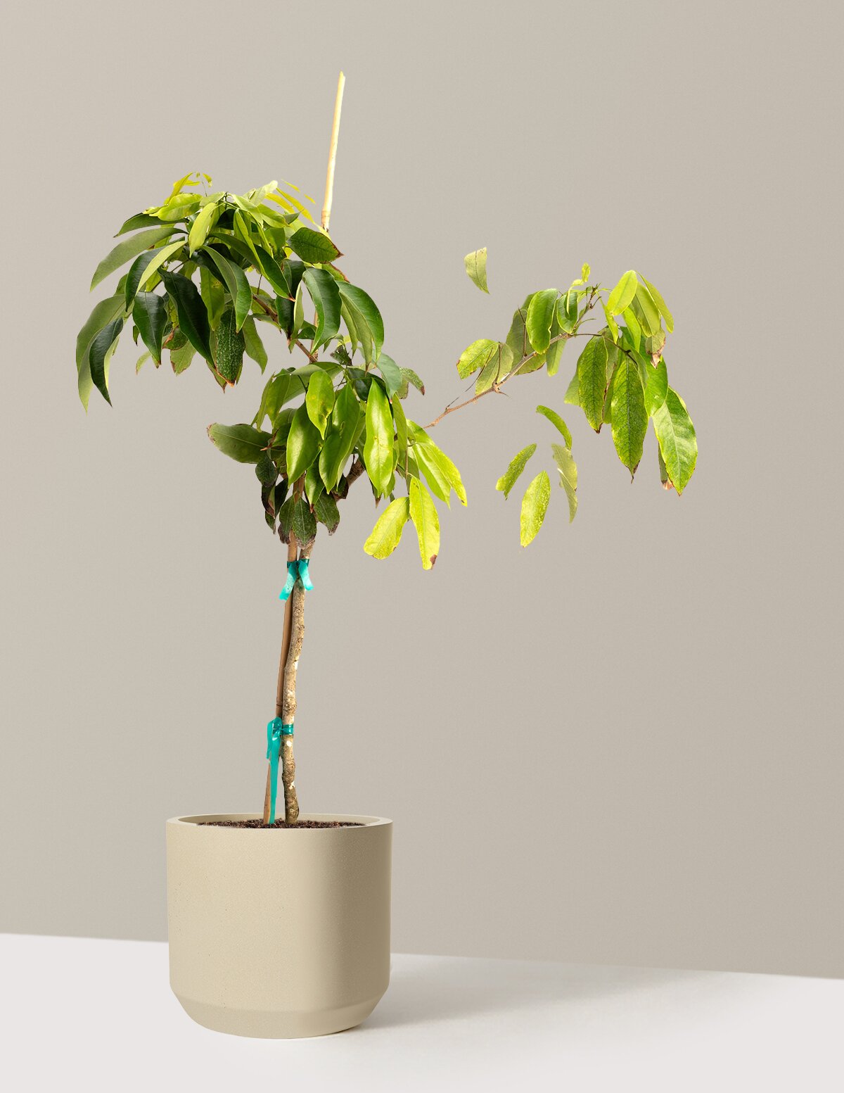 Mauritius Lychee