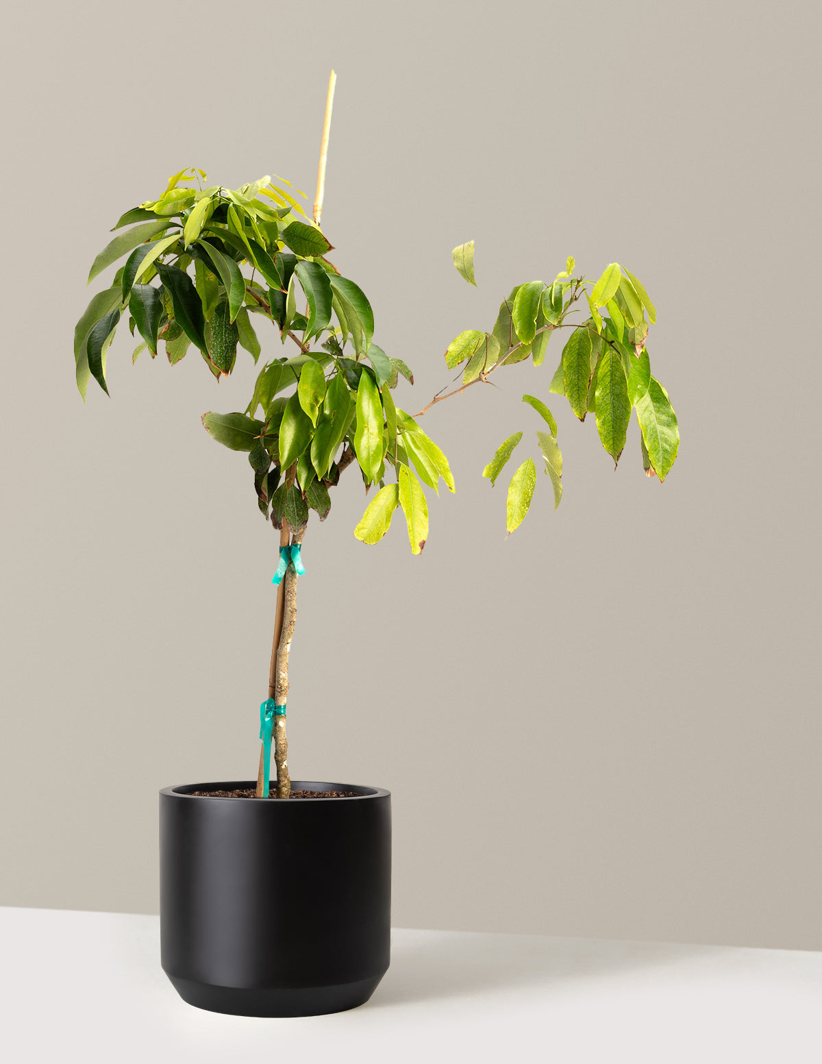lychee bonsai tree Mauritius Lychee with Planter | 3 Gallon | Mexia