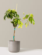 bundle | 3 Gallon | Mexia | Cement Grey