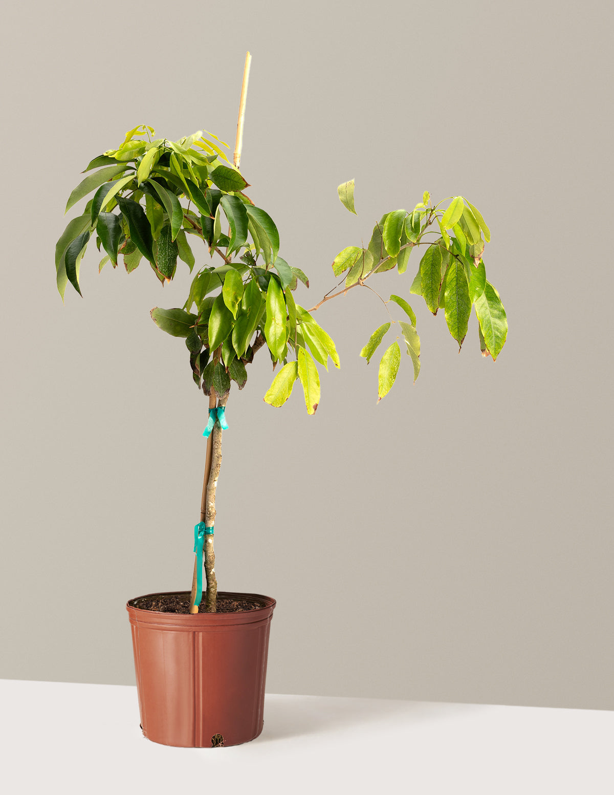 bundle | 3 Gallon | Grow Pot