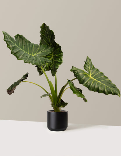 Mayan Mask Alocasia