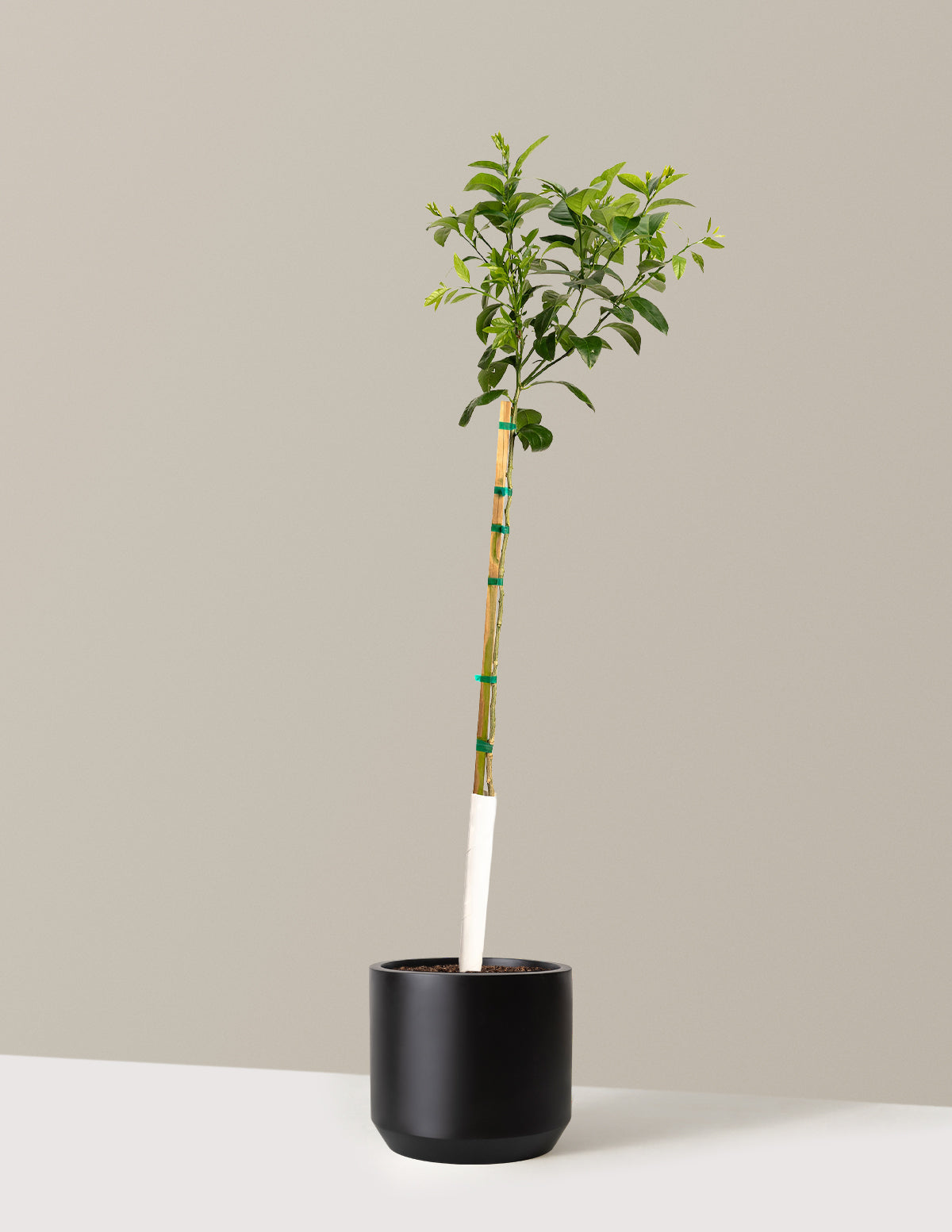 bundle | 4-5 ft. | Mexia | Black